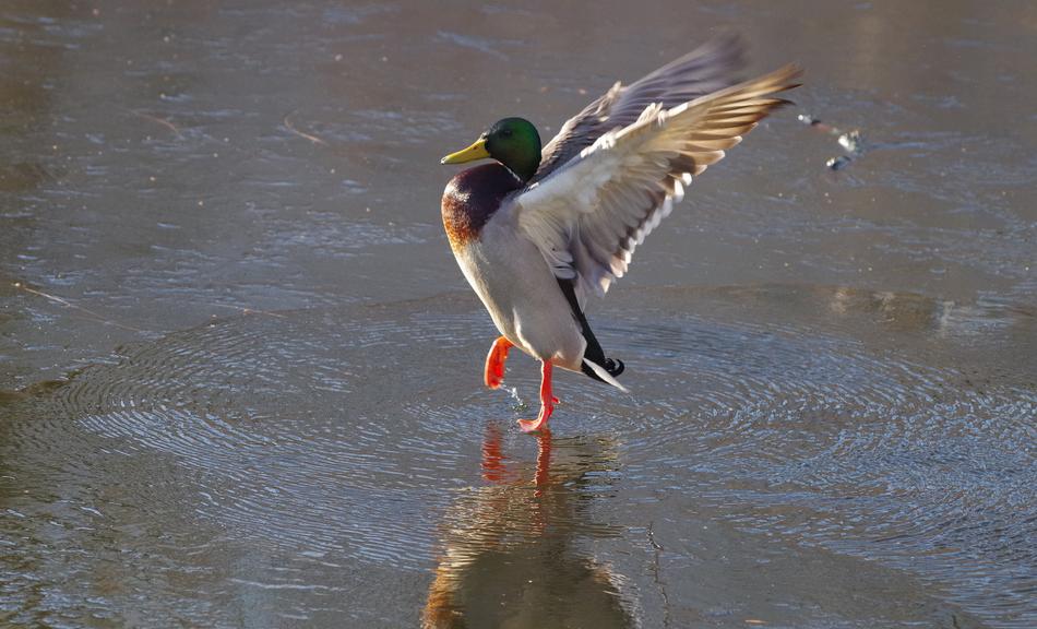 Duck Ice Dance