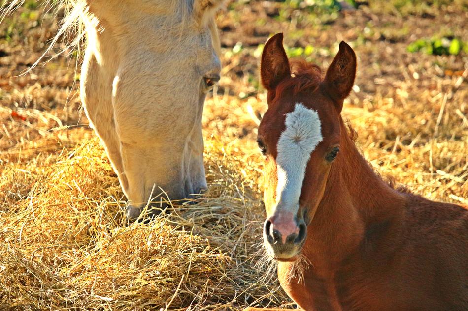 Foal Horse Fuchs on pasture