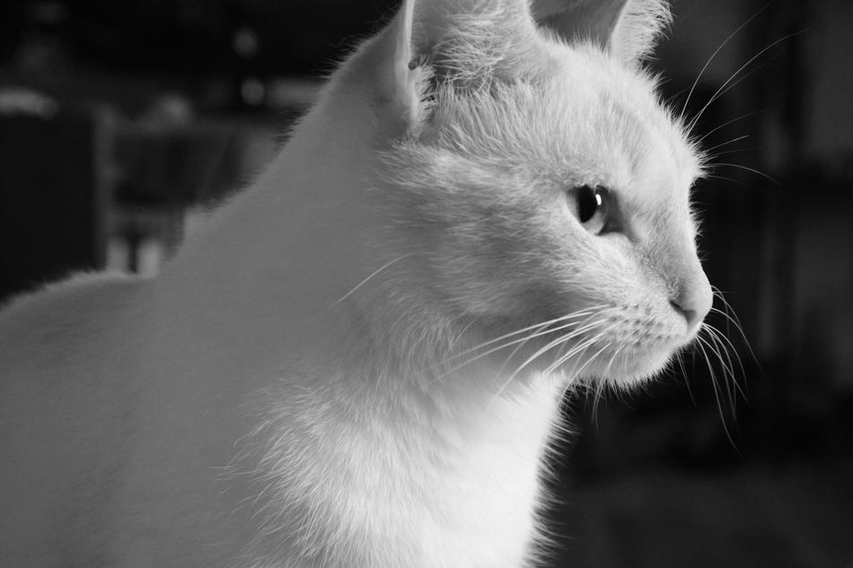 Cat Animal