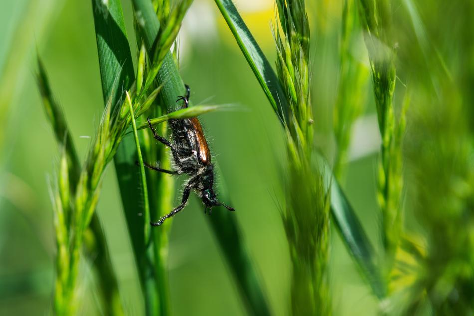 Beetle Hairy Macro