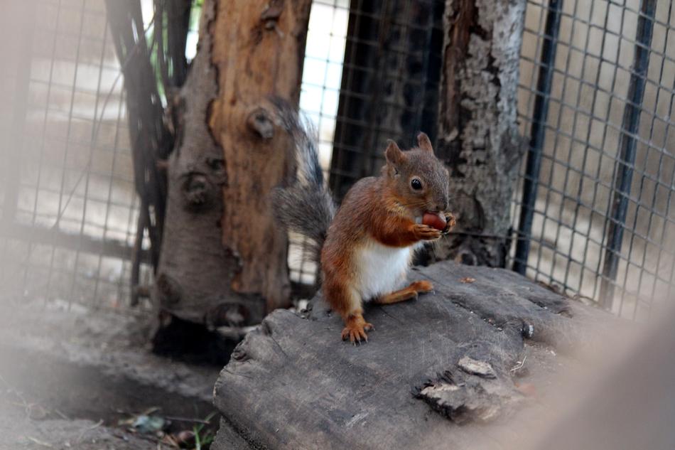 Squirrel Young One