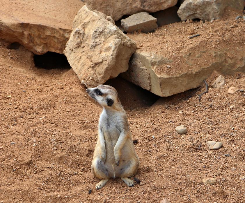 Meerkat Mammal Wildlife