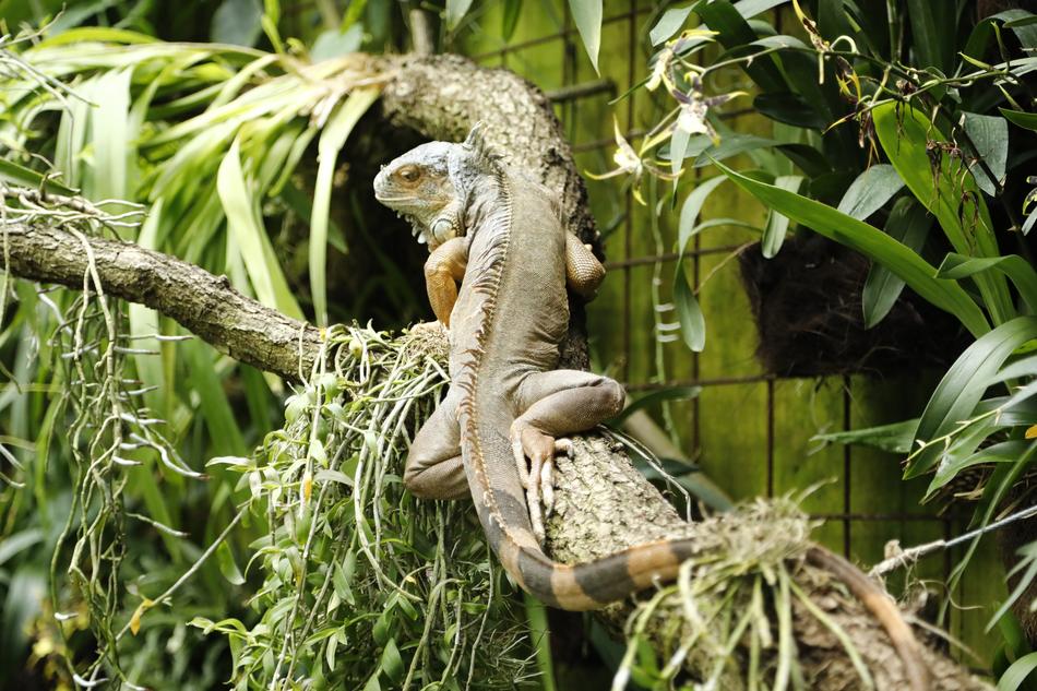 Animal Iguana lizard in the zoo