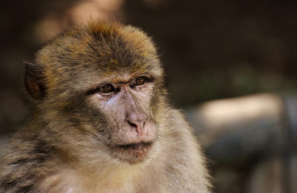 Barbary Ape Endangered Species