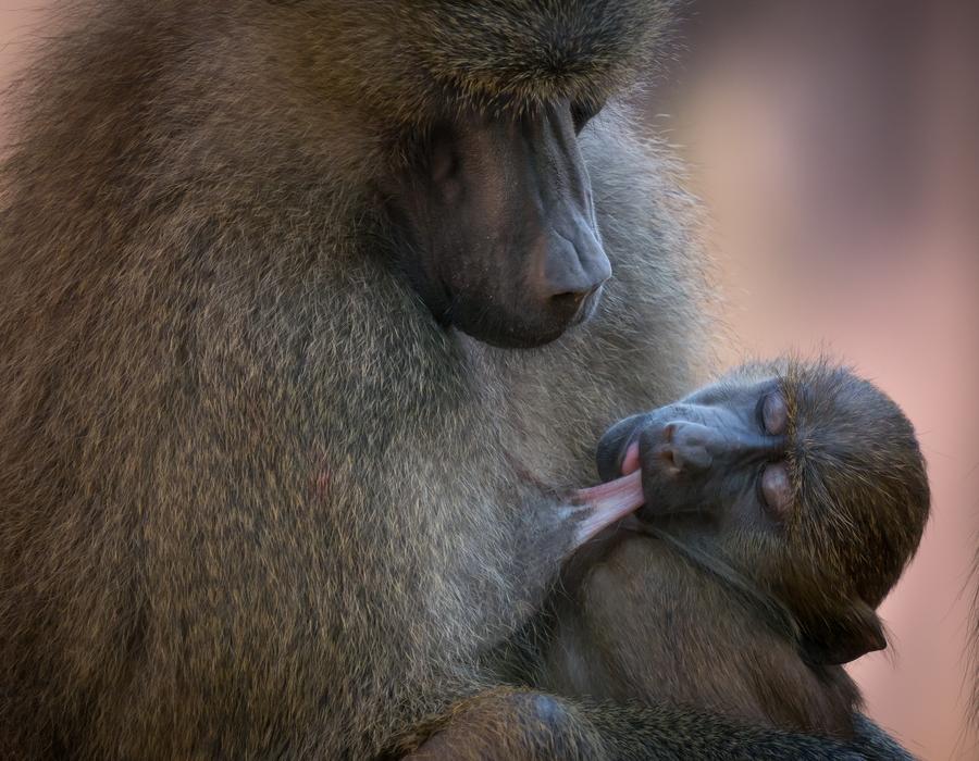 Baboon Monkey Animal