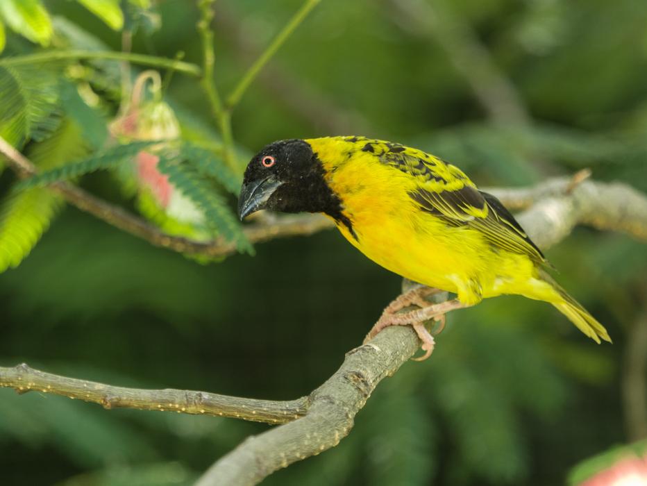 an unusual bird on a branch in a tree