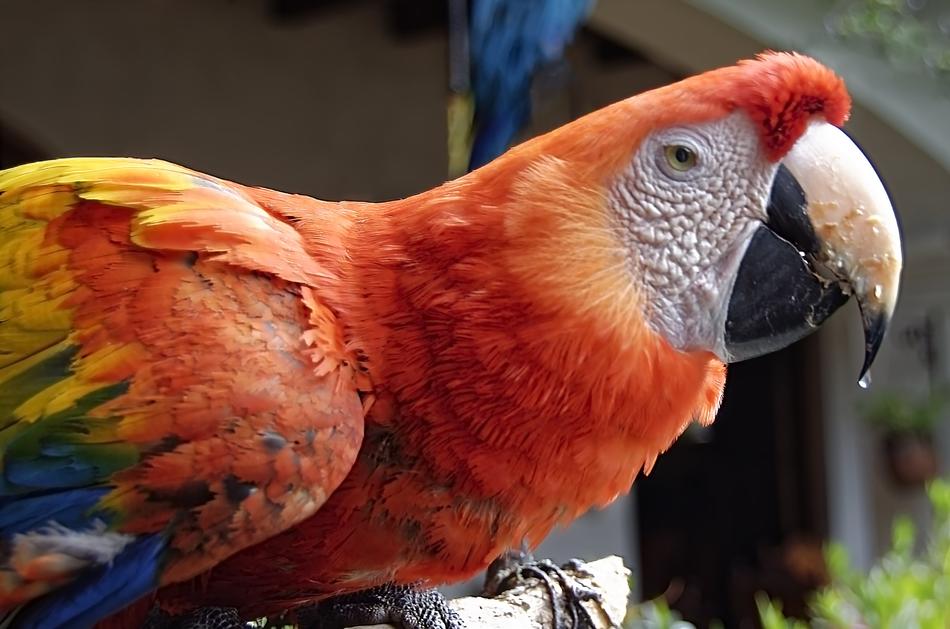 Parrot Bird Ara