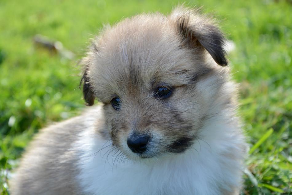 Dog Puppy Pup