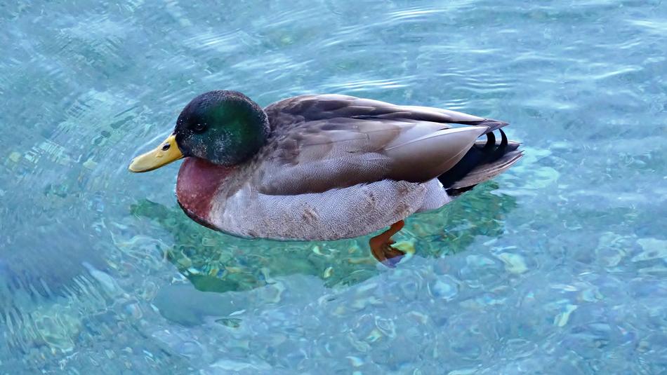 Duck Bird Animal