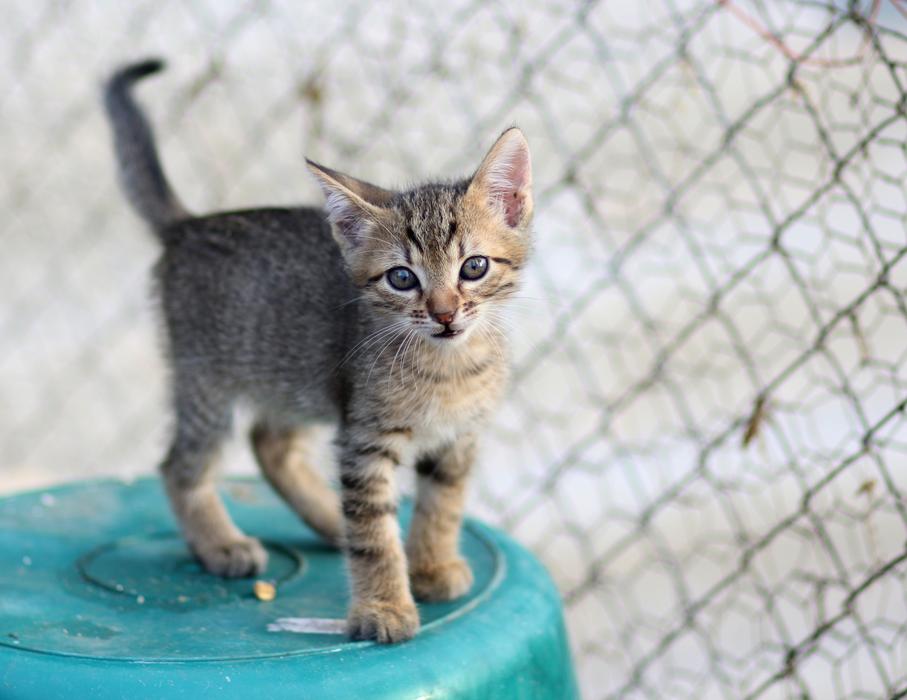 Cat Small Animal