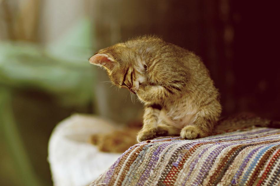 Cat Small Animals