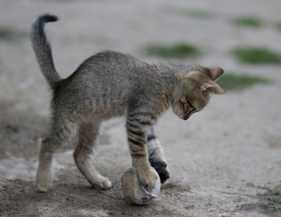 Cat Small Animals