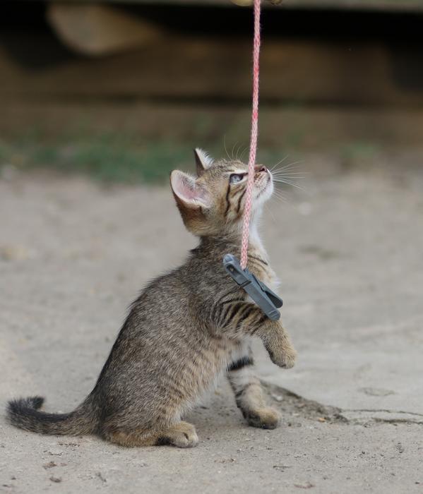 Cat Small Animals