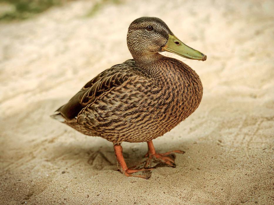 Duck Pond Bird on sand coast