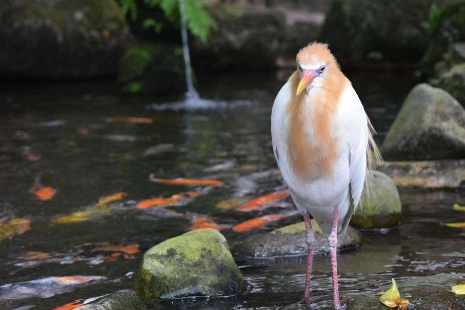 Bird Water Nature