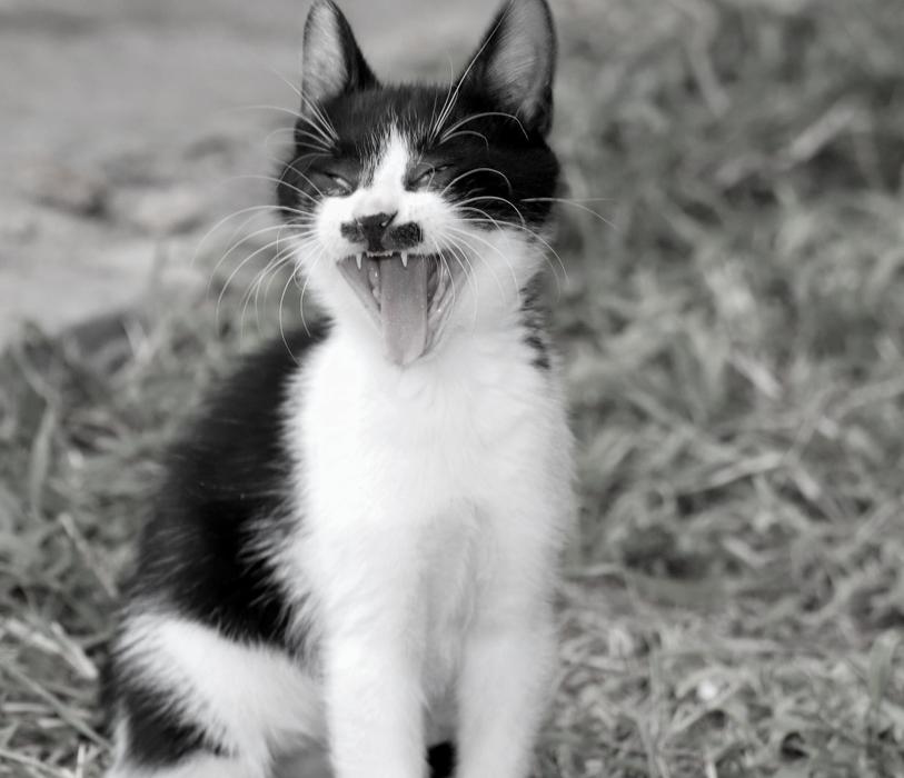 Cat Yawn Tooth