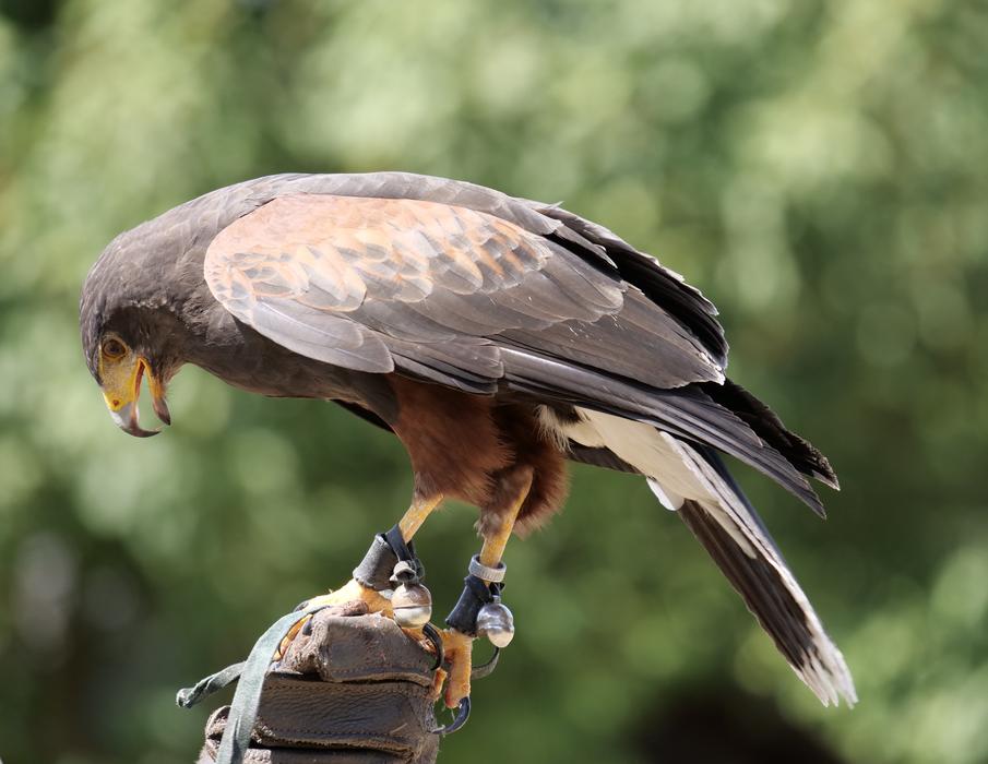 Bird Raptor Falconry