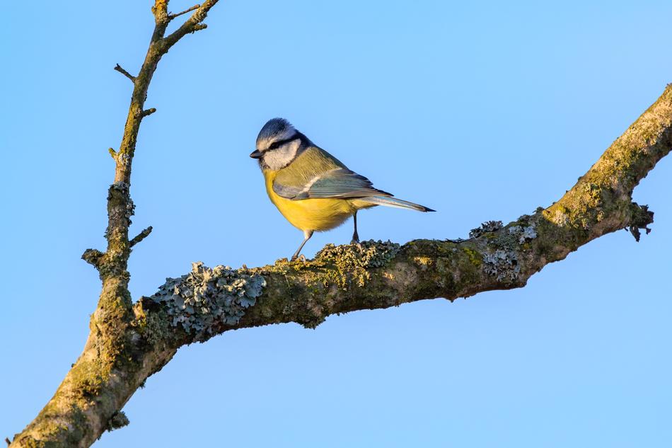 Spring Lake Blue Tit Nature