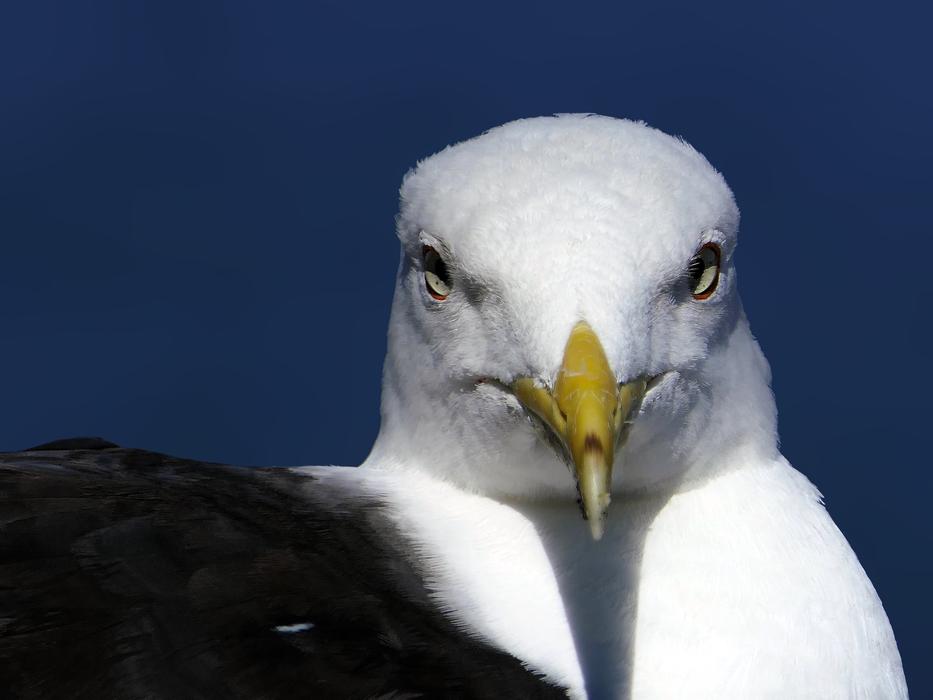 Gull Head Face