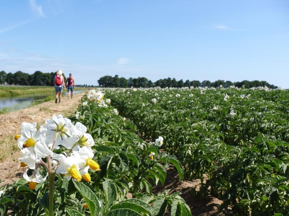 people walking down the road in a field of flowers