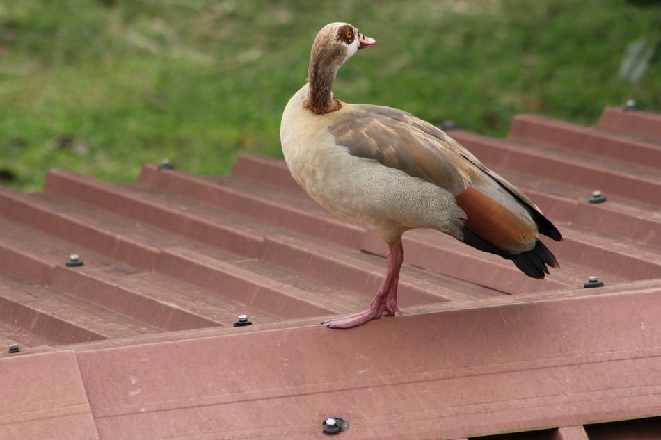Brian Mwashi Icipe Bird