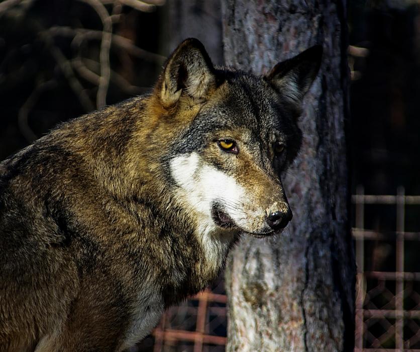 Wolf Animal Wild
