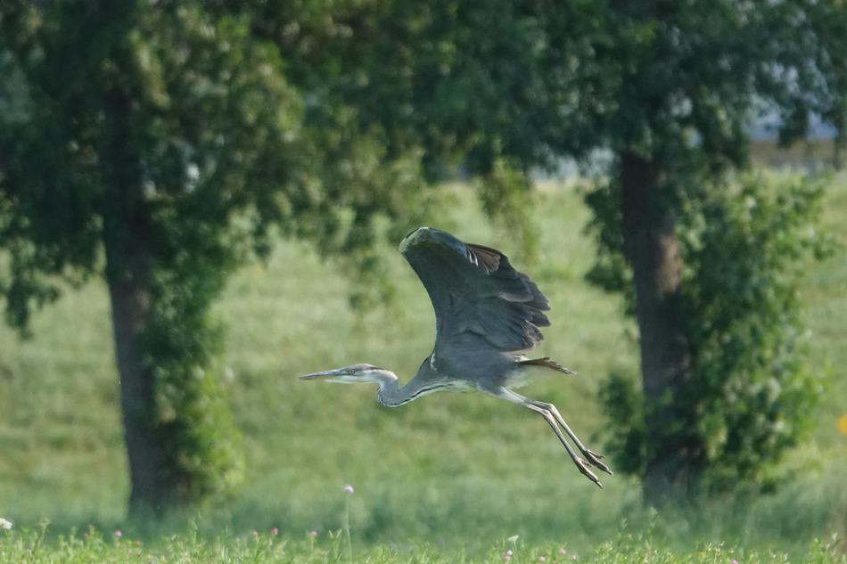 Grey Heron Flying Field