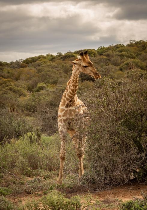 Giraffe Safari Africa