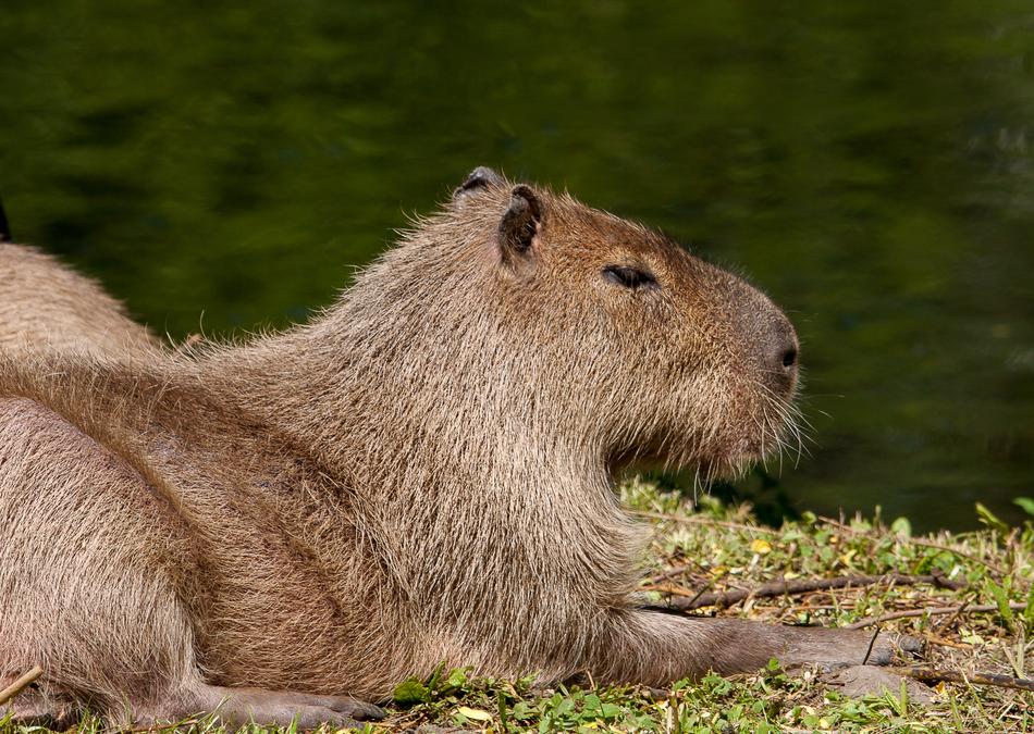 Capybara Animal Mammal