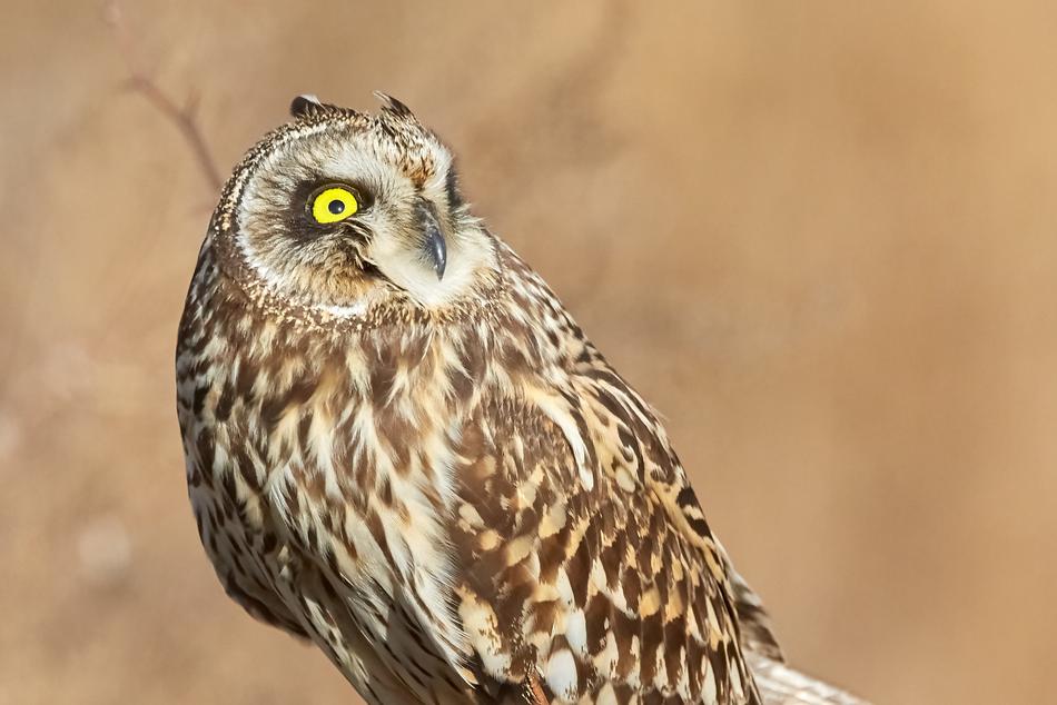 Owl Short Eared Bird