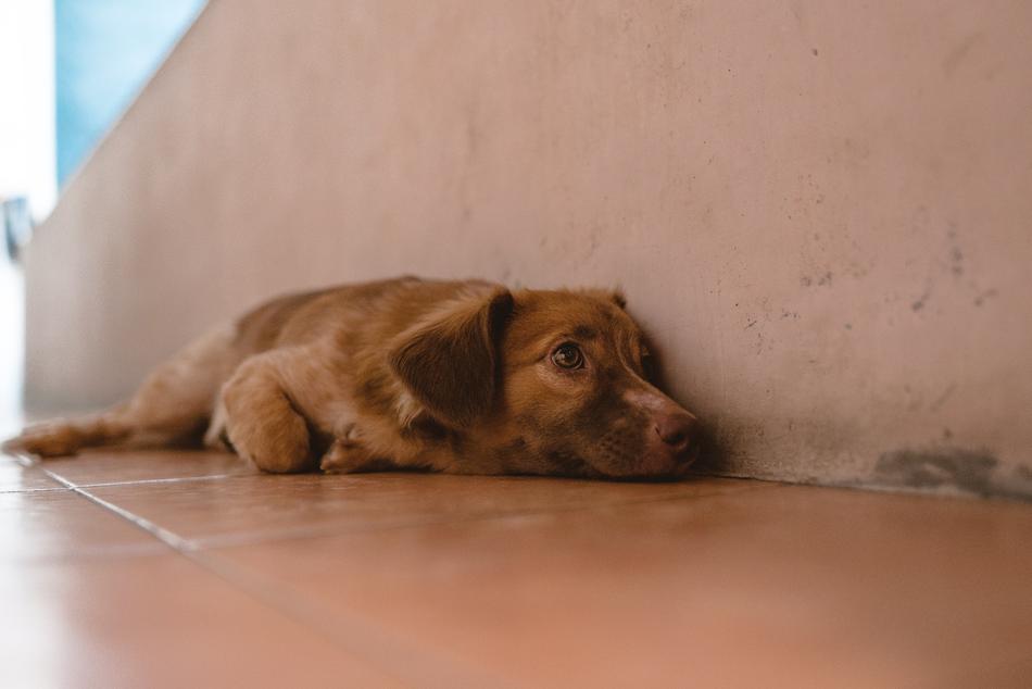 Dog Brown Cute