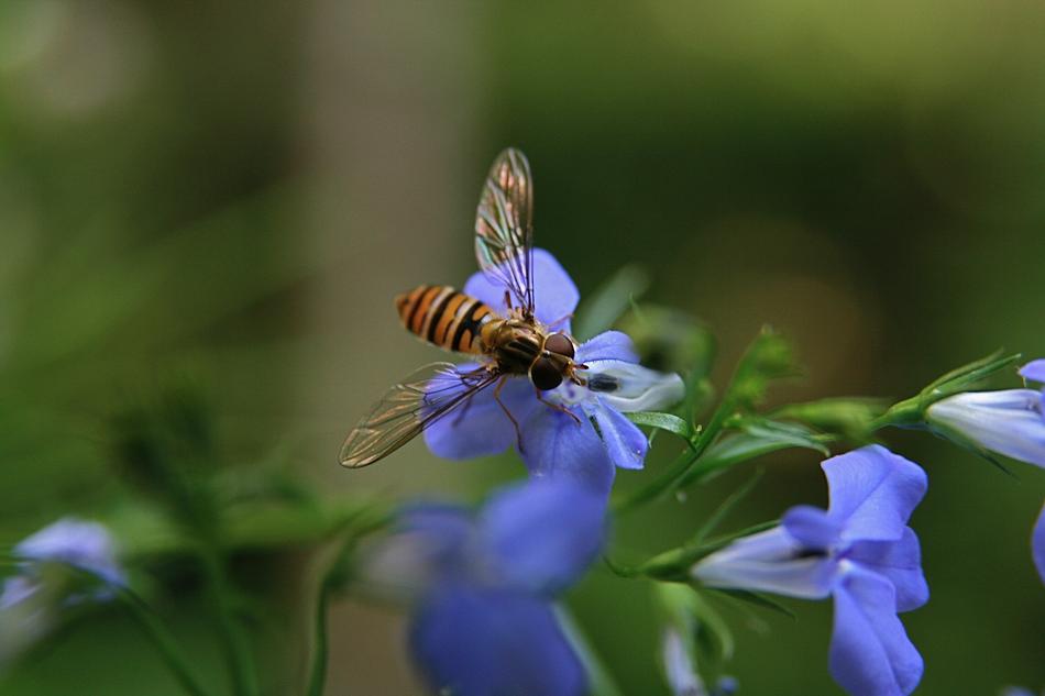 Insect Hoverfly Flying