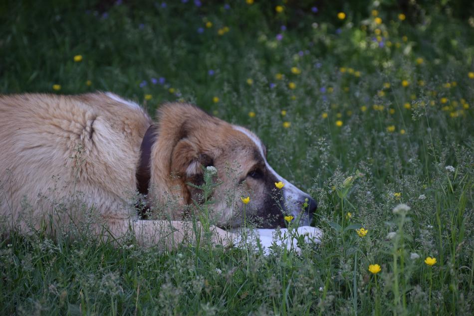 big dog on the grass