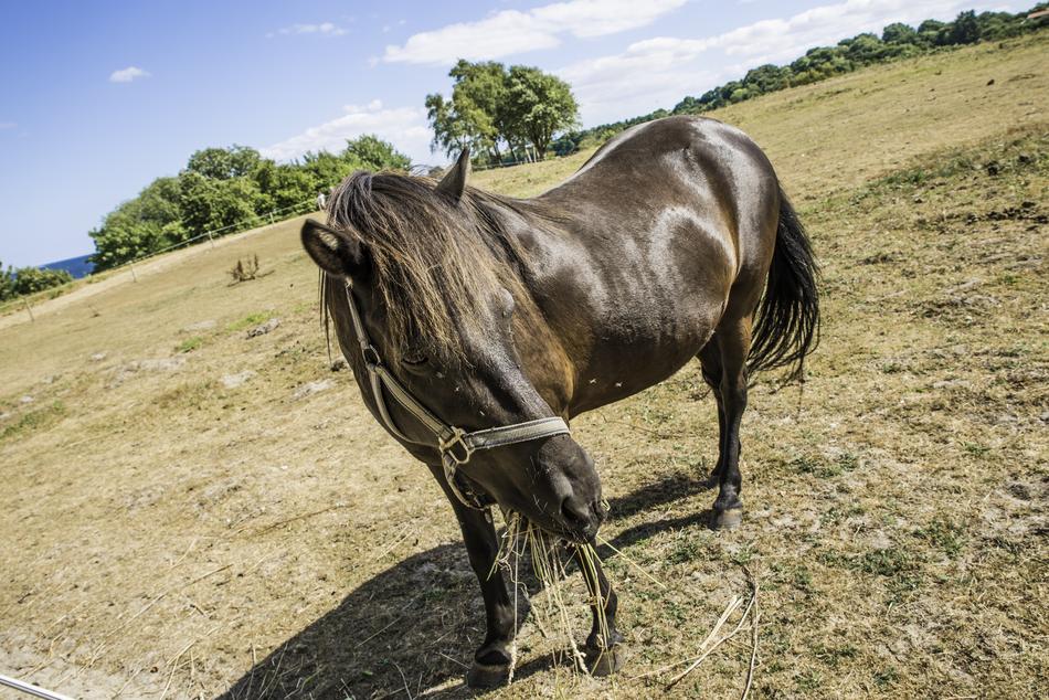 brown horse in the field