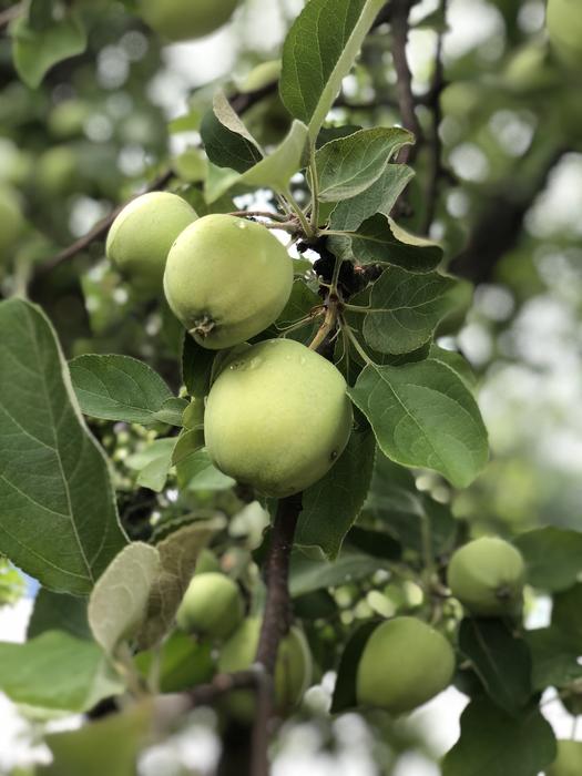 green unripe apples on a tree
