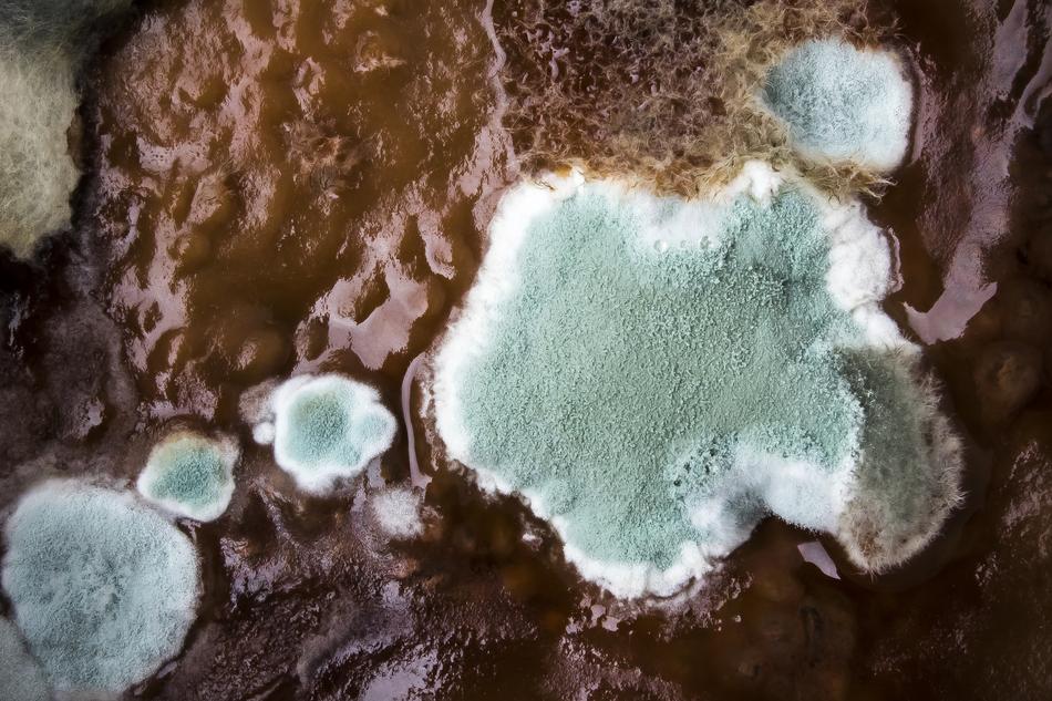 mold in coffee