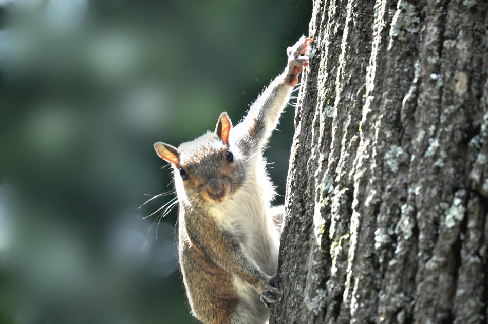 squirrel sitting on a log