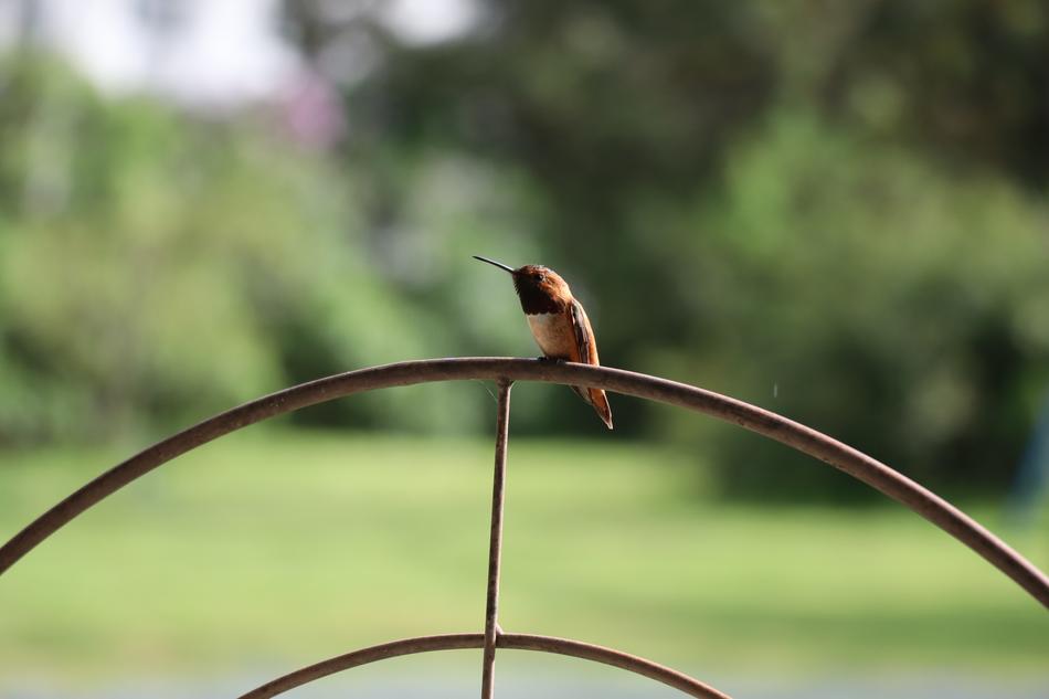 Bird Feathered Beak