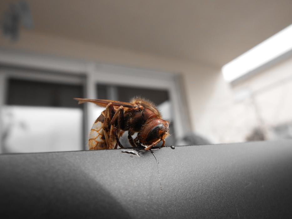 Hornet Insect a brown insect on a grey sofaOf