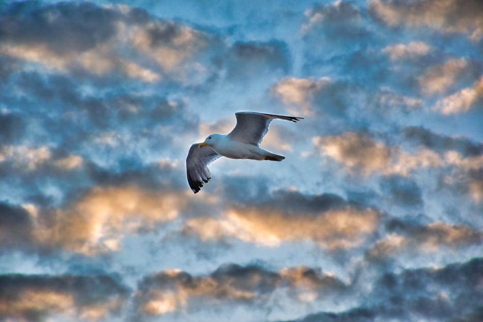 white seagull at sunset sky