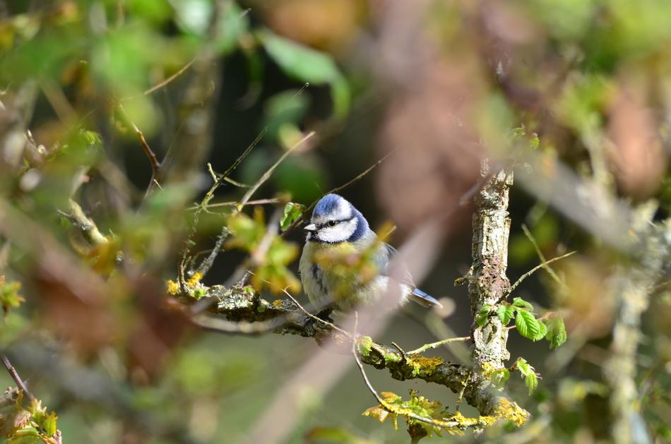 a small bird hid in the branches