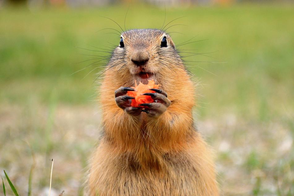 Marmot Glade Summer