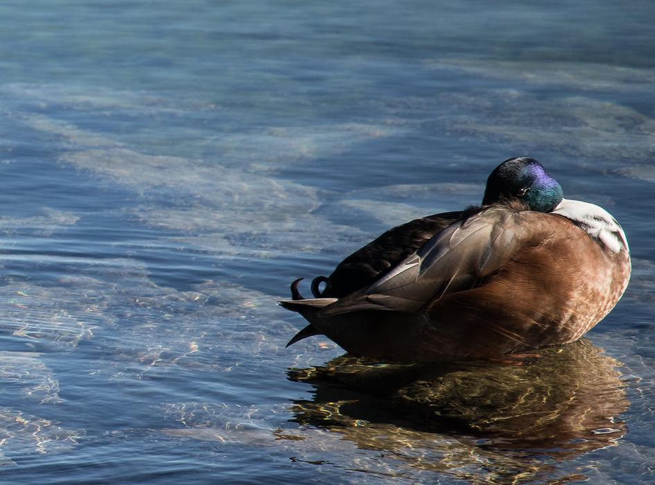 Mallard Duck Water Bird