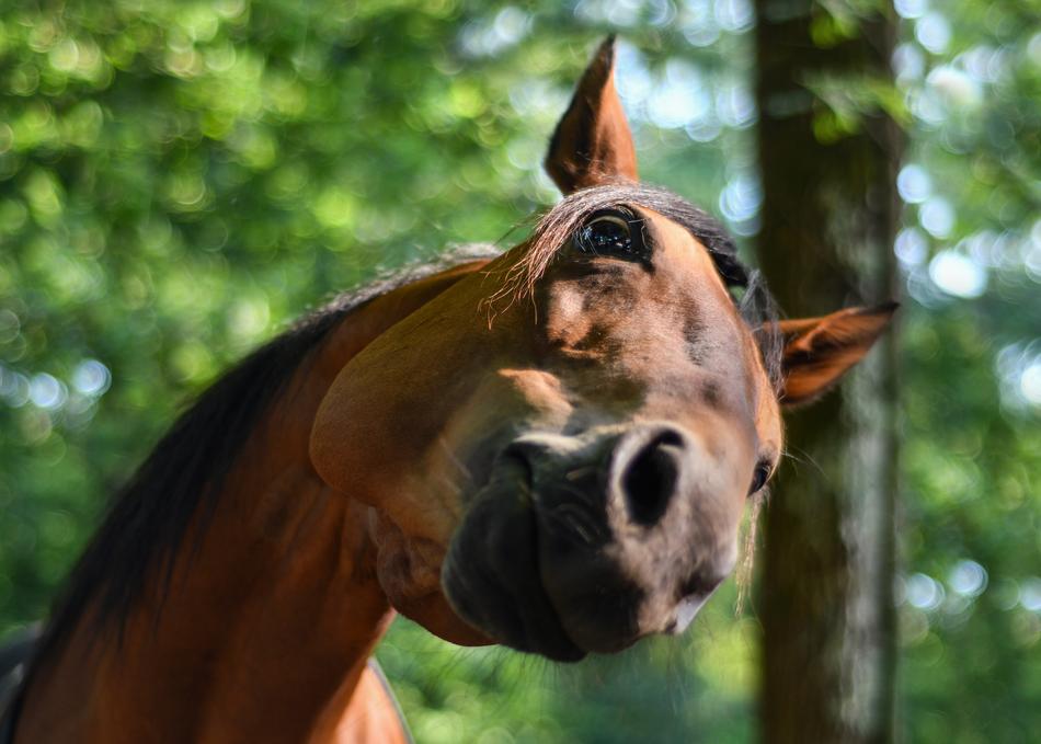 Horse Funny Curious