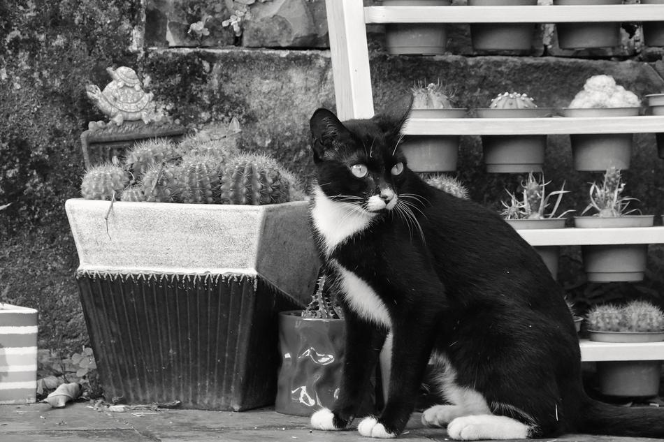Cat Potted Plants Landscape