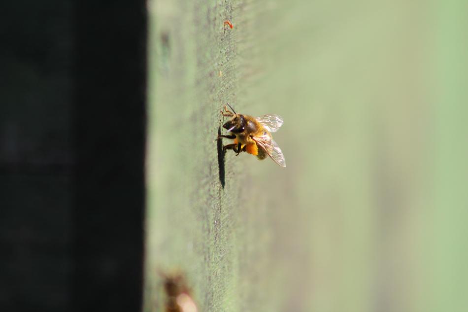 Bee Prey Beekeeper