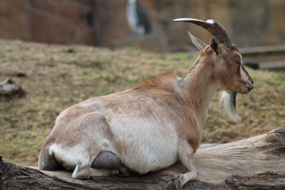 Zoo Animals