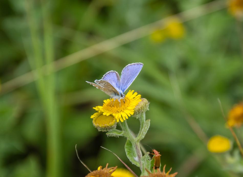 Butterfly Blue Silver