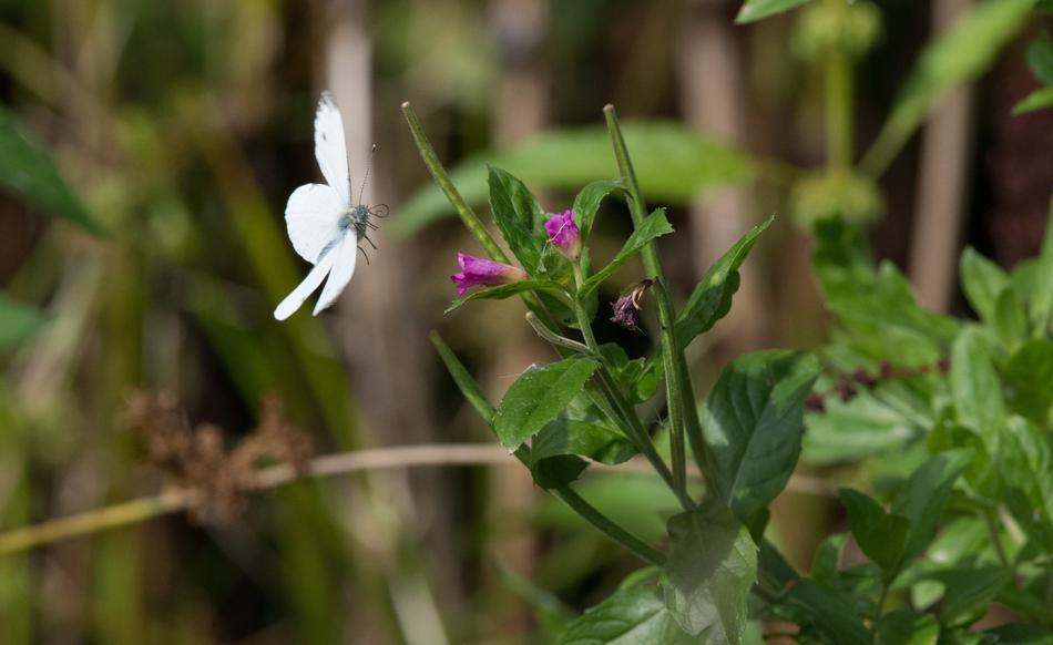 Butterfly White Insect in the garden
