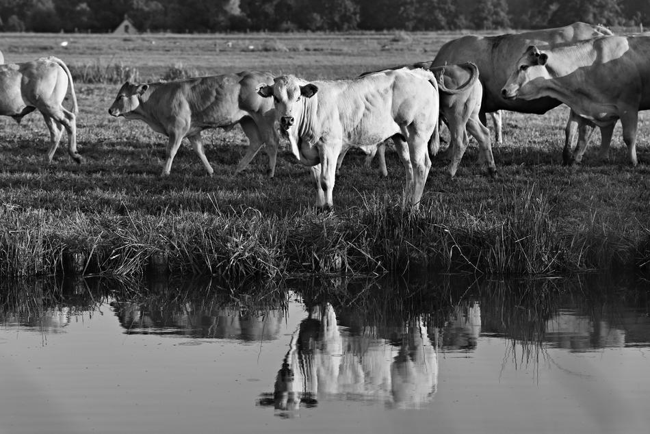 Bull Cow Cattle